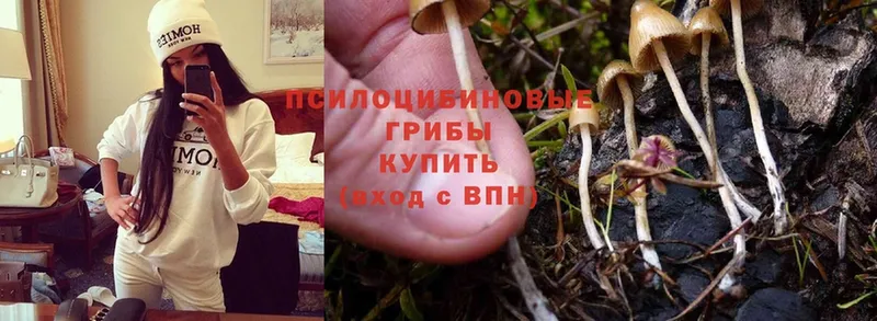 Галлюциногенные грибы Cubensis  Нальчик 